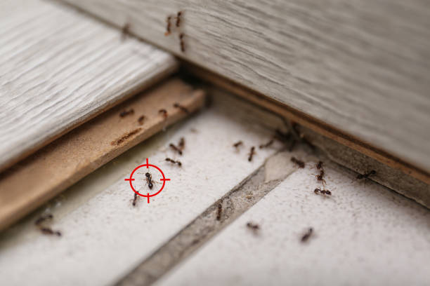 Best Rodent Control Near Me  in Coral Hills, MD