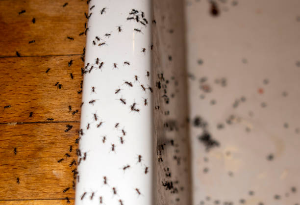 Best Mosquito Control Services  in Coral Hills, MD