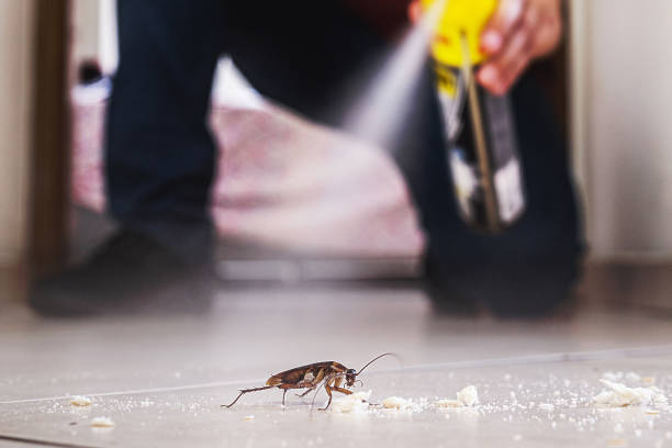 Flea Control Services in Coral Hills, MD